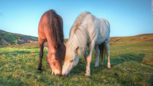  استنزاف الخيول لصنع أدوية من دمائها ممارسة جدلية في ايسلندا